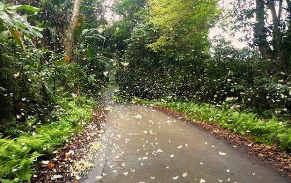 Mùa bướm tại vườn Quốc gia Cúc Phương